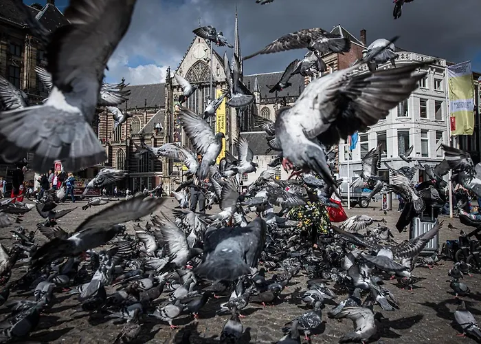 City Break Amsterdam Bnb